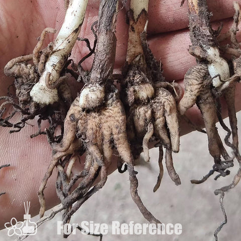 [Bulb]Gymnadenia conopsea 手掌蘭 [Sept Cyps]