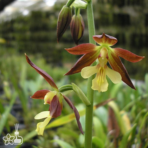 [Rhizome] Calanthe bicolor  雙色虾脊蘭 [Sept Cyps]