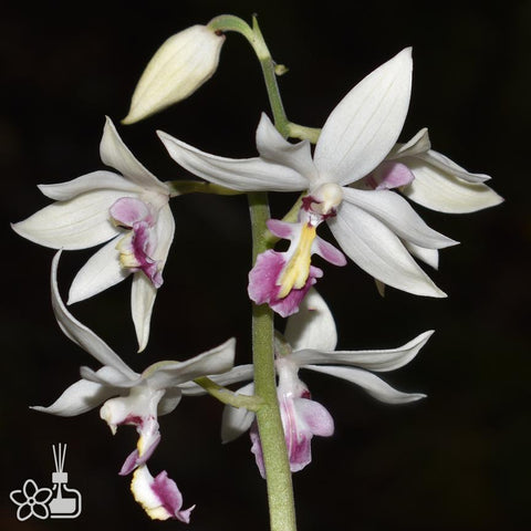 [Rhizome] Calanthe lamellosa  層唇虾脊蘭 [Sept Cyps]
