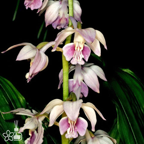 [Rhizome] Calanthe aristulifera 翹距蝦脊蘭 [Sept Cyps]
