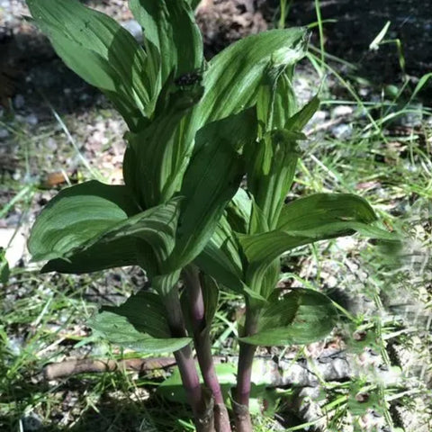 [Rhizome] Epipactis mairei 火燒蘭 [Sept Cyps]