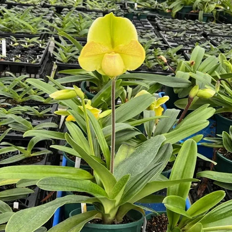 [Bare-root]Paph. Miya Lovely Map [Sept Preorder 25]