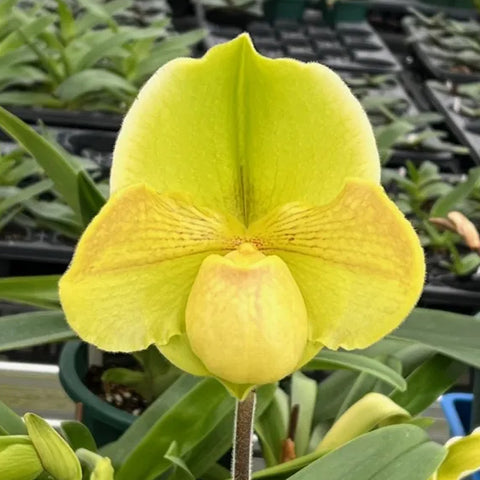 [Bare-root]Paph. Miya Lovely Map [Sept Preorder 25]