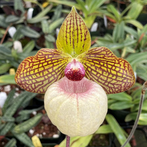 [Bare-root]Paph. Fanaticum [Sept Preorder 25]