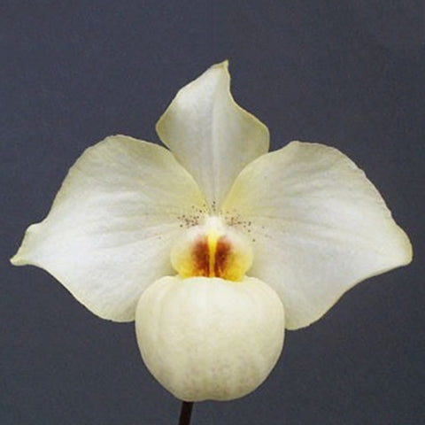 [Bare-root]Paph. Armeni White [Sept Preorder 25]
