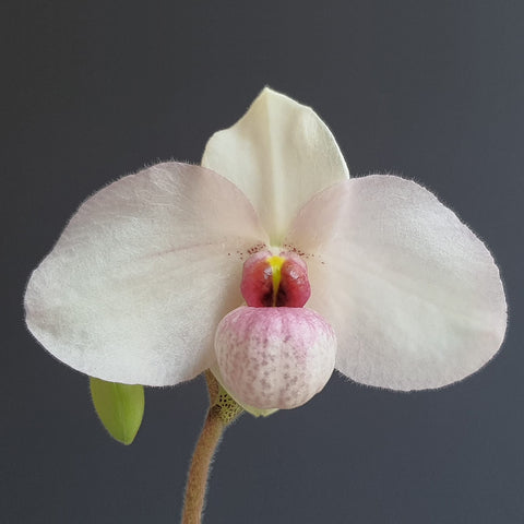 [Bare-root]Paph.Joyce Hasegawa [Sept Preorder 25]