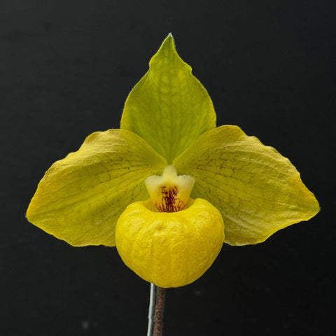 [Bare-root]Paph.Norito Hasegawa [Sept Preorder 25]