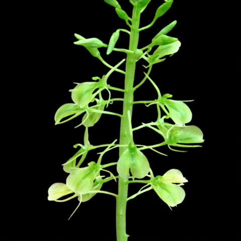 [Bare-root] Liparis cordifolia 銀鈴蟲 [Wishlist]