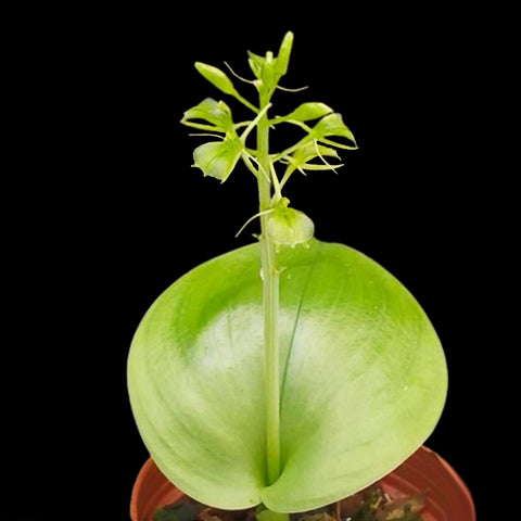 [Bare-root] Liparis cordifolia 銀鈴蟲 [Wishlist]