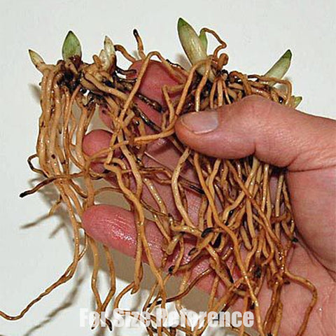 [Rhizome] Cypripedium Assorted Random Yellow 隨機黃色杓蘭 [Sept Cyps]