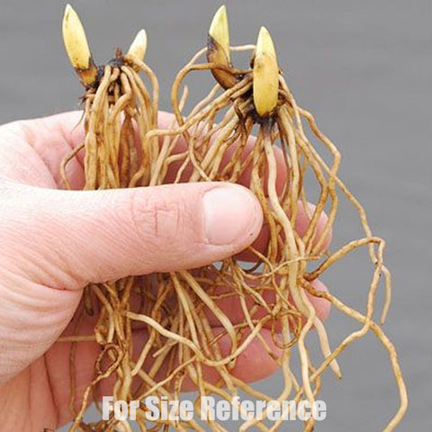 [Rhizome] Cypripedium californicum 加州杓蘭 [Sept Cyps]