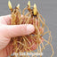 [Rhizome][Import AS-IS] Cyp. kentuckiense [2.4" 1Gr BS][Aug Cyps Preorder 26]