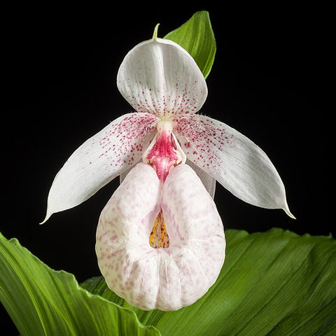 [Rhizome] Cypripedium formosanum [Sept Cyps]