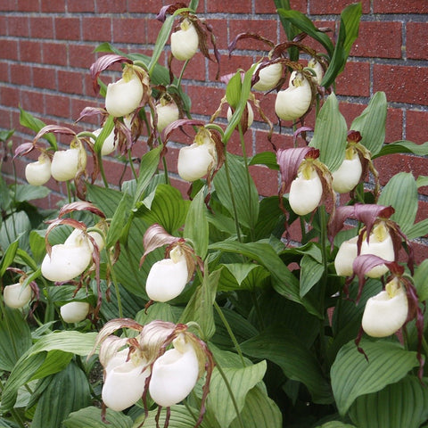 [Rhizome] Cypripedium kentuckiense [Sept Cyps]