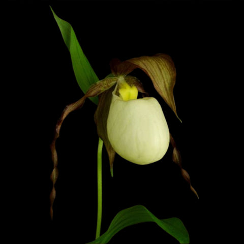 [Rhizome] Cypripedium kentuckiense [Sept Cyps]