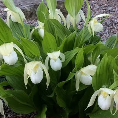[Rhizome]Cypripedium 'Birgit Pastel' [Sept Cyps]