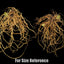 [Rhizome][Import AS-IS] Cyp. Ventricosum Pastel [2.4" 1-2Grs BS][Aug Cyps Preorder 26]
