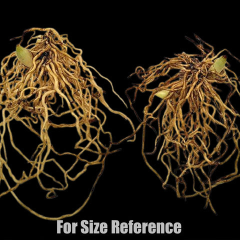 [Rhizome]Cypripedium 'Philipp dark' [Sept Cyps]