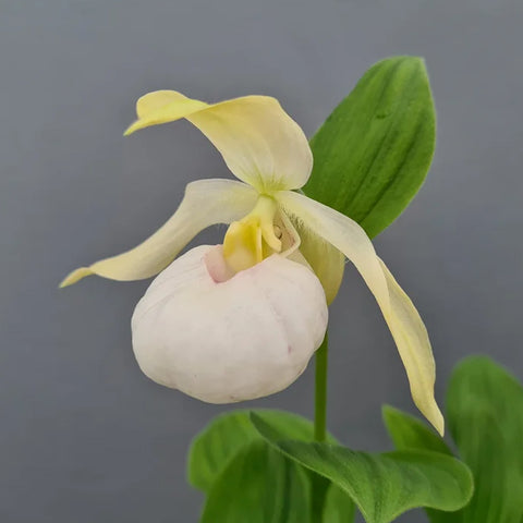 [Rhizome]Cypripedium 'Birgit Pastel' [Sept Cyps]