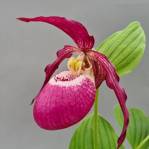 [Rhizome]Cypripedium 'Philipp dark' [Sept Cyps]
