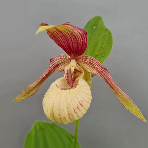 [Rhizome]Cypripedium 'Ventricosum Pastel' [Sept Cyps]