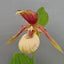 [Rhizome][Import AS-IS] Cyp. Ventricosum Pastel [2.4" 1-2Grs BS][Aug Cyps Preorder 26]