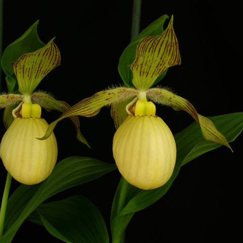 [Rhizome]Cypripedium 'Victoria' [Sept Cyps]