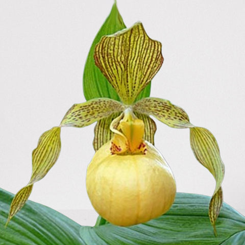 [Rhizome]Cypripedium 'Victoria' [Sept Cyps]