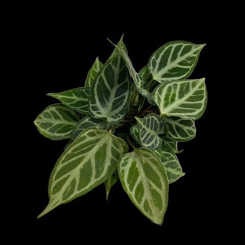 [Bare-root]Anthurium Crystallinum (cultivar) 水晶花燭(園藝種)[Jun Preorder]