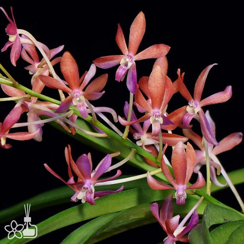 [Bare-root]Vanda Peaches [Wishlist]