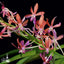 [Bare-root]Vanda Peaches [Wishlist]