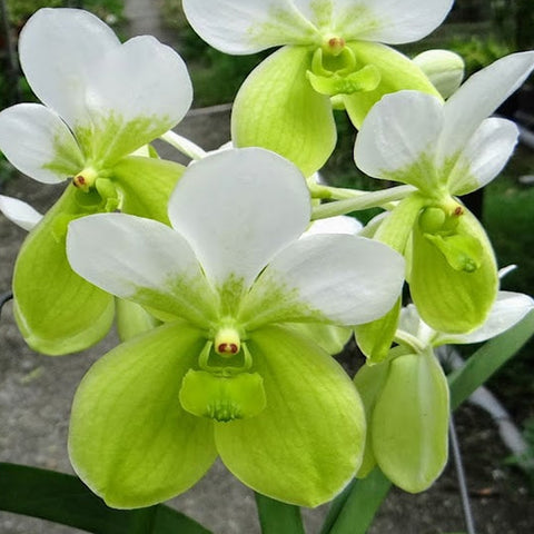 [Bare-root] Vanda Kupperi f. alba [Wishlist]