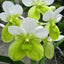 [Bare-root] Vanda Kupperi f. alba [Wishlist]