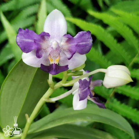 [Bare-root]Phal. Su's Glad Kid Peloric 2-eyes 苏悦童两眼 [Wishlist]