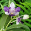 [Bare-root]Phal. Su's Glad Kid Peloric 2-eyes 苏悦童两眼 [Wishlist]