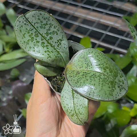 [Bare-root]Phal. schilleriana "MSH" x sanderiana 'Silver Leaf' [Wishlist]