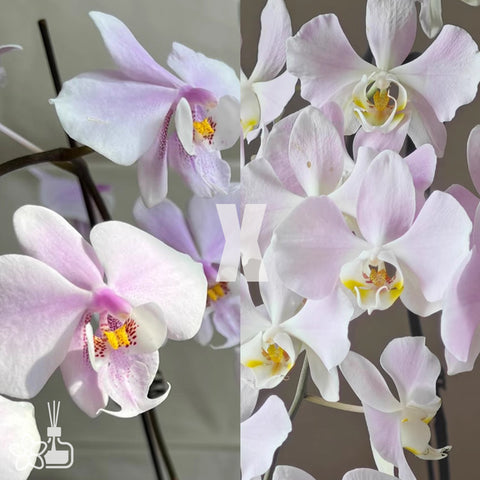 [Bare-root]Phal. schilleriana "MSH" x sanderiana 'Silver Leaf' [Wishlist]