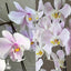 [Bare-root]Phal. schilleriana "MSH" x sanderiana 'Silver Leaf' [Wishlist]