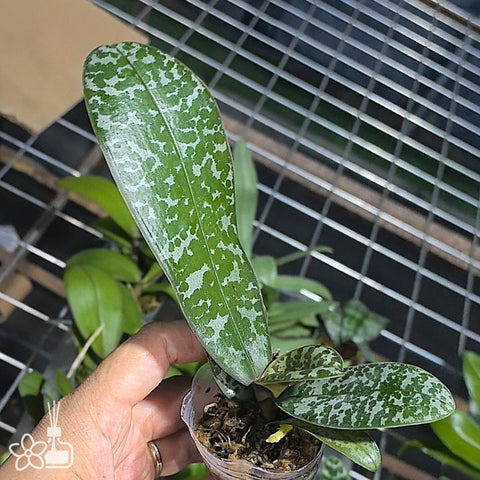 [Bare-root]Phal. schilleriana "MSH" x stuartiana var. nobilis '915' [Wishlist]