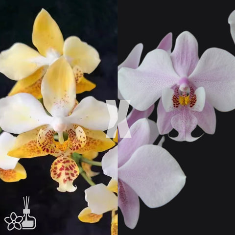 [Bare-root]Phal. schilleriana "MSH" x stuartiana var. nobilis '915' [Wishlist]