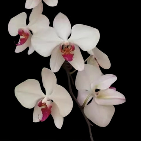 [Bare-root]Phal aphrodite 'Red Lip' [Wishlist]
