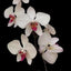 [Bare-root]Phal aphrodite 'Red Lip' [Wishlist]