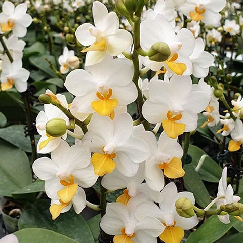 [Bare-root] Phal. Liu's Triprince 'PYL' 黃粉三太子[Wishlist]