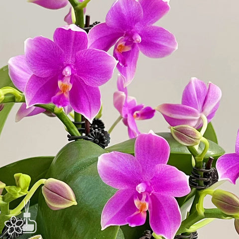 [Bare-root]Phal. San-Ho Chanel 香奈兒[Wishlist]