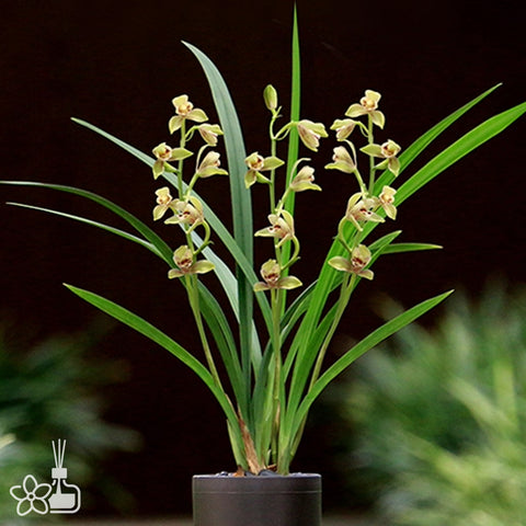 [Bare-root]Cym. ensifolium “Xia-Huan-Mei” 建蘭夏皇梅 [Sept Preorder]
