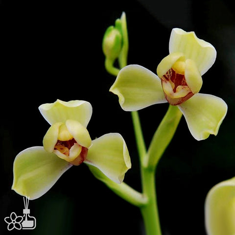 [Bare-root]Cym. ensifolium “Xia-Huan-Mei” 建蘭夏皇梅 [Sept Preorder]