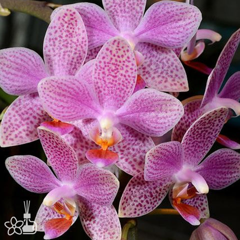 [Bare-root]Phal. Bernice Maskin [Sept Preorder]