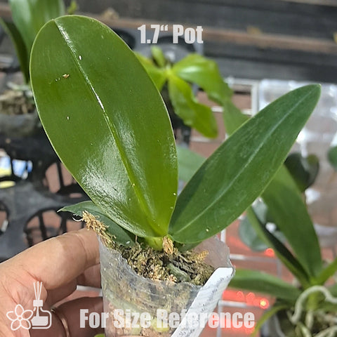 [Bare-root]Phal. SWR Snowflake 雪花 [Wishlist]