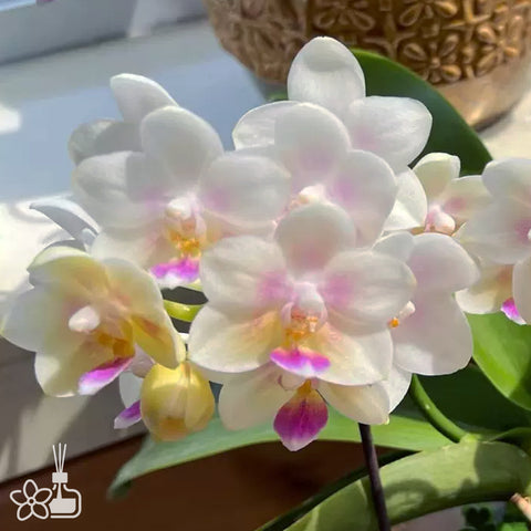 [Bare-root]Phal. SWR Snowflake 雪花 [Wishlist]
