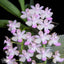 [Bare-root]Stereochilus xiaoi [Wishlist]